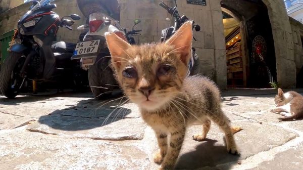 イスタンブールのバザールで猫を発見！ プロレスごっこに興じる子猫たちの無邪気さがカワイイ