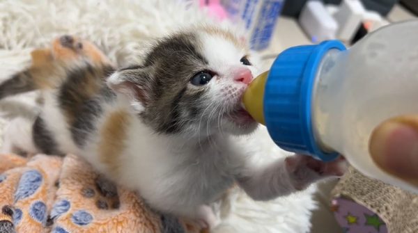 ミルク飲みの天才子猫あらわる！ グイグイと哺乳瓶を空にする勢いある飲みっぷりを披露