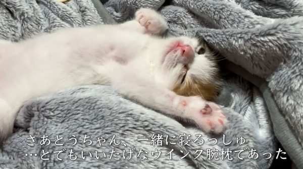 三毛の子猫、ウィンク＆腕枕ポーズで「一緒に寝よう」と飼い主さんを眠りへと誘う