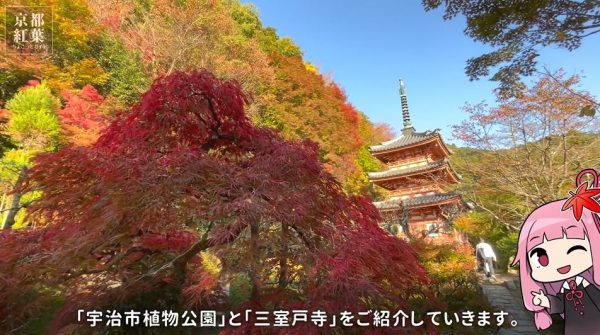 穴場感ある“京都の紅葉スポット”を紹介！ 豊富な植物が織りなす「宇治市植物公園」の紅葉と、上質なモミジ園を有する「三室戸寺」の景観が素晴らしい
