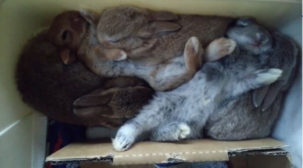 赤ちゃんウサギがみっしり詰まったダンボール！ 眠りながらもポジション争いを繰り広げる