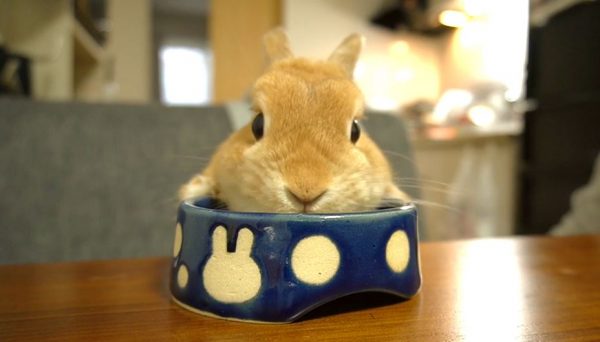 ひたすらモグモグするウサギさん！ エサ皿にちょこんと添えた前足と夢中っぷりがたまらん可愛さ