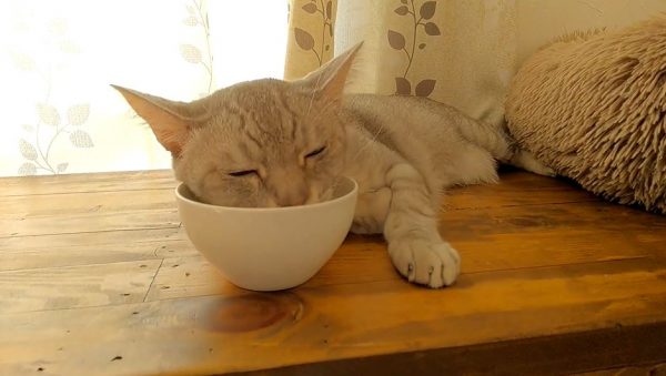 お皿に顔を突っ込んで目を細める猫ちゃん！ 寝ているみたいな恰好だけど、実は横着して水飲み中