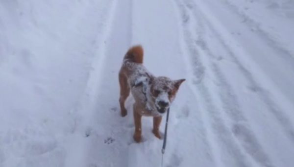 雪の日の散歩でワンコが溺れかける⁉ 思い切ってダイブした雪が“予想外の深さ”で大慌てする事態に