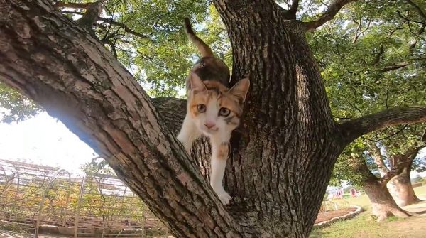 木に登っていた三毛猫、撫でられるため降りてきてくれる！ さらに第2第3の人懐っこいニャンコが登場して嬉しくも気を遣う事態に