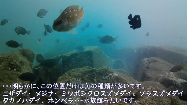 神奈川県小田原市の海を水中カメラで撮影してみた！ 冬でも次々と魚が現れる“相模湾の豊かさ”に圧倒される