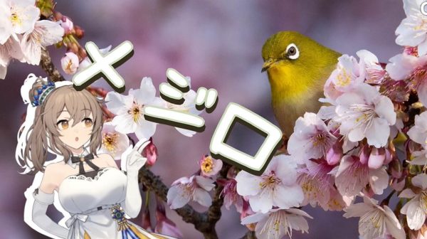 静岡県湖西市の「メジロ」が集まるスポットへ撮影に行ってきた！ 早咲きの桜に集合したメジロへ「かわいい！」「好き」の声