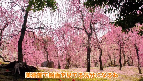春を求めて梅めぐり！ 枝垂れ梅に圧倒される京都「城南宮」神苑と、海を臨む景色を味わう兵庫「綾部山梅林」へ行ってきた