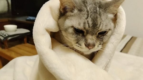 毛布にくるまれ“ぬくぬく状態”の猫ちゃん！ 寝そうで寝ない姿を見守ってみた