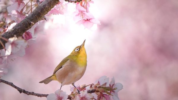 野鳥を見に「水島緑地福田公園」へ行ってきた！ ピンクの河津桜とメジロの取り合わせ、水辺に集まる鳥たちが可愛らしい