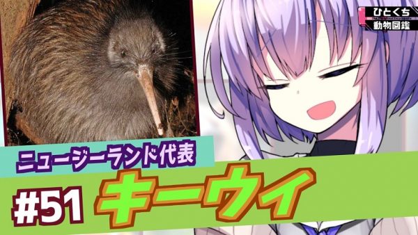 元祖ニュージーランド代表の鳥「キーウィ」について解説！ 知れば知るほど謎が深まる生態に「かわいい」「モグラなのでは？」「はぇー不思議」の反響