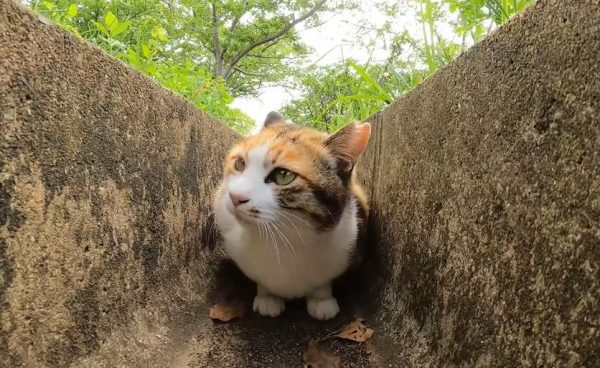 溝の中にうずくまる猫ちゃんを発見！ 「ニャーン」と鳴いてはヒザへ登る人懐っこさが可愛い