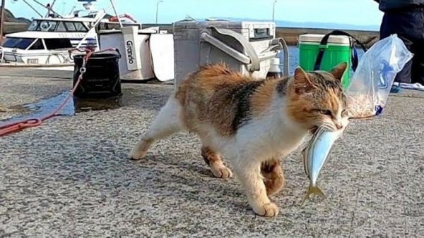 お魚くわえた猫ちゃんを追いかけてみた！ けっこうな距離を移動して選んだ食事場所に“猫の習性”を感じる