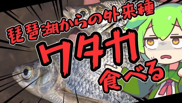 近所の川で釣った見知らぬ魚の正体は、古代湖・琵琶湖からの“外来魚”だった！ 日本唯一のクルター亜科「ワタカ」を釣ってエスニック風に調理してみた