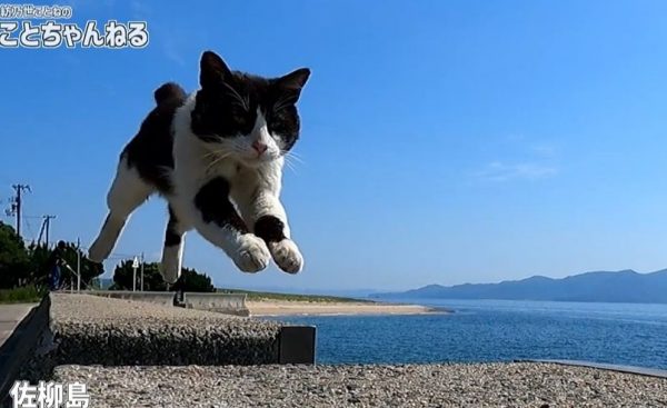 猫島の人懐っこい猫ちゃんが華麗に「猫ジャンプ」を披露！ 次々と向こうから近付いてくる猫たちに癒されてきた