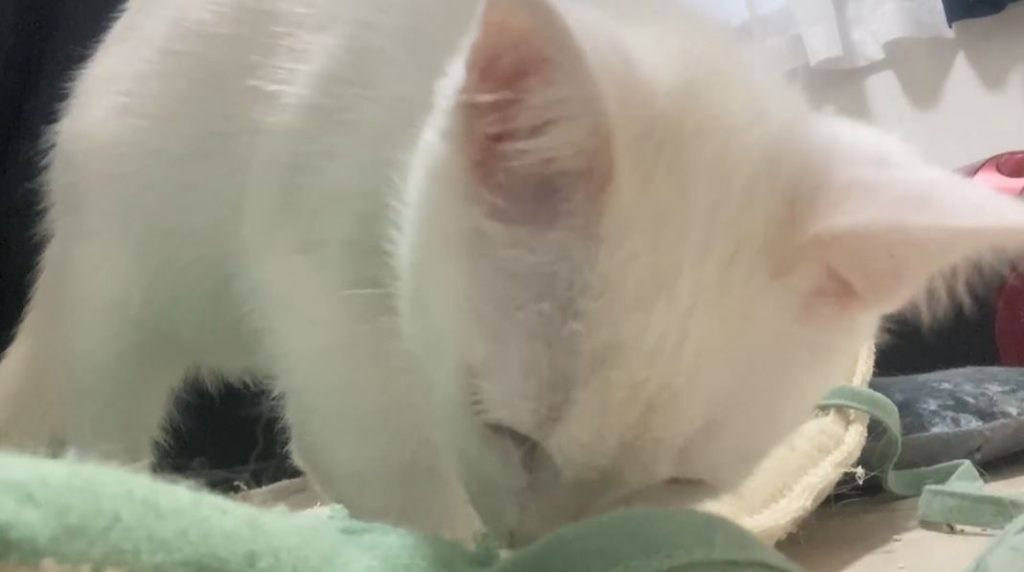 フレーメン反応を起こす猫に“刺さる匂い”とは!? 猫たちの個性あふれるフレーメン顔やリラックス顔を紹介 ニコニコニュース オリジナル