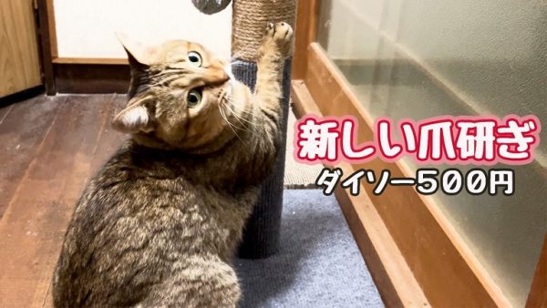 ダイソーで500円の猫用爪とぎを買ってみた！ コスパ抜群の爪とぎは猫ちゃんのお気に入りになれるのか⁉