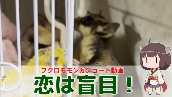 フクロモモンガがケージ越しに求愛する姿がカワイイ！ 扉が開いていることに気が付くとお相手めがけてまっしぐら