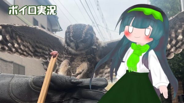 フクロウを家の外で飛ばしてみた！ 大きな翼を広げて飼い主さんの腕へと舞い降りる姿がカッコイイ