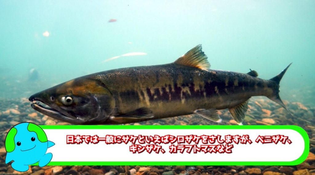 なぜ『サケ』は産卵後に死んでしまうのか？ その理由はまさに『究極の自己犠牲』そして環境にも影響を与えていた | ニコニコニュース オリジナル