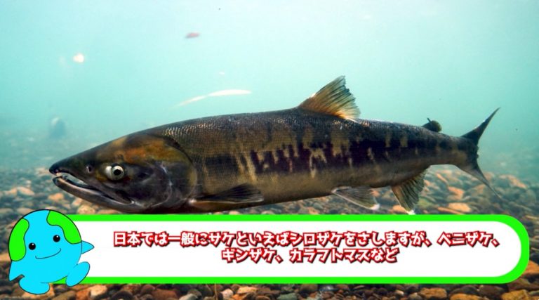 なぜ『サケ』は産卵後に死んでしまうのか? その理由はまさに『究極の自己犠牲』そして環境にも影響を与えていた | ニコニコニュース オリジナル