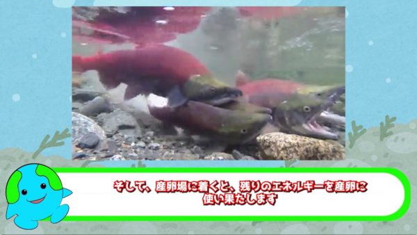 なぜ『サケ』は産卵後に死んでしまうのか？ その理由はまさに『究極の自己犠牲』そして環境にも影響を与えていた