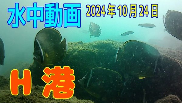 小田原の海で「水中映像」を撮ってみた！ カメラの前へ次々と現れる“多様な魚の姿”に感動する