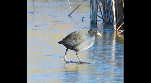 鳥たちが繰り広げるコントのような決定的瞬間を激写！ 歩いていると氷が割れて次々と水へ落ちる3羽のオオバン