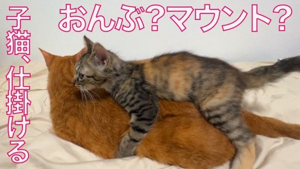 子猫相手に素直になれない先住猫ちゃん！ 子猫からマウントを仕掛けられるも、ちょっぴり嬉しそう