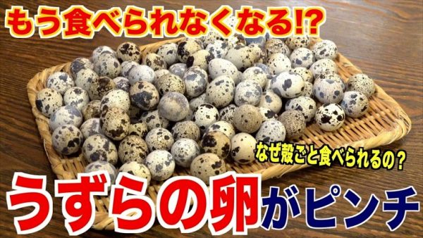 「うずらの卵の魅力」を伝えるレシピを紹介！ ピリ辛味玉＆うずらのフライ＆うずらの肉巻きで“うずら尽くし”の食卓を作ってみた