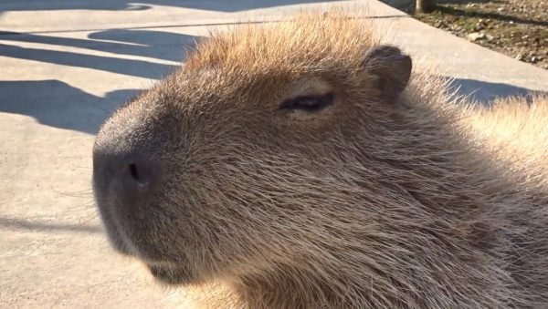 撫でられて満足気な表情を見せるカピバラ！ 気持ちが良くなると次々にコロ～ンと倒れる姿へ「かわいい」の声