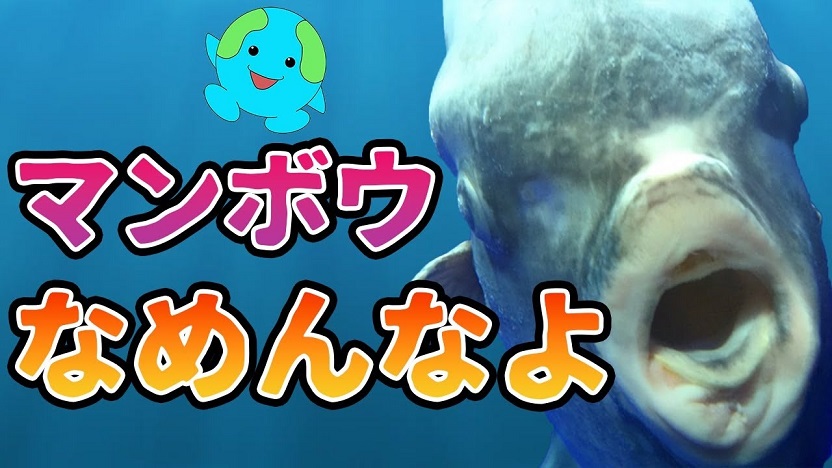 「マンボウ最弱伝説」はどこからはじまった？ 意外と強靭な「マンボウの本当の生態」を解説してみた | ニコニコニュース オリジナル