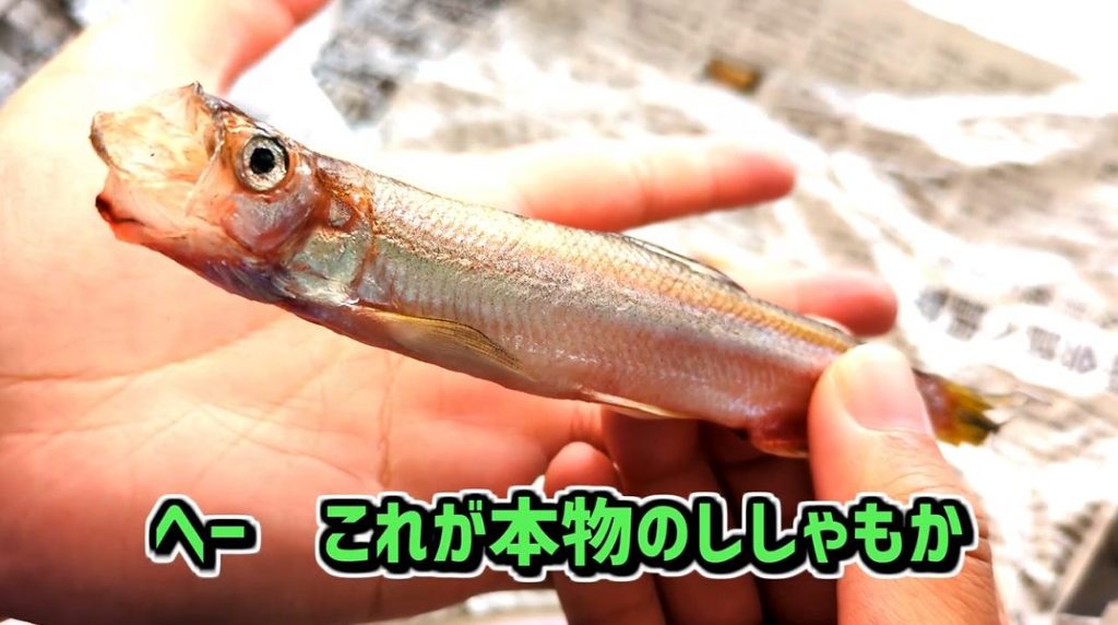 日本のシシャモは9割が偽物!? 「本物のシシャモ」と「代用シシャモ」はどう違うのか、味や価格を比較してみた | ニコニコニュース オリジナル