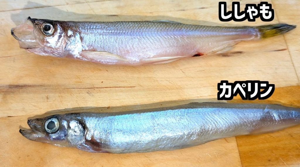 日本のシシャモは9割が偽物!? 「本物のシシャモ」と「代用シシャモ」はどう違うのか、味や価格を比較してみた | ニコニコニュース オリジナル