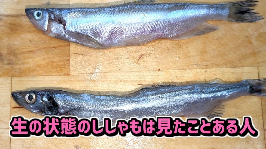 日本のシシャモは9割が偽物!? 「本物のシシャモ」と「代用シシャモ」はどう違うのか、味や価格を比較してみた | ニコニコニュース オリジナル