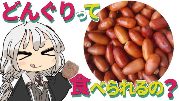 どんぐりを拾い集めて食べてみた！ 縄文時代に思いを馳せる「どんぐり餅」のレシピを紹介