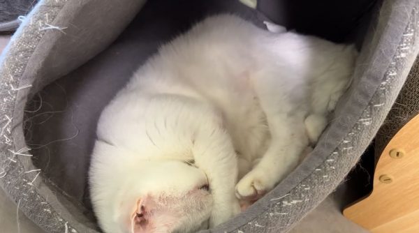 “寝たふり”でお薬の時間をボイコットする猫ちゃん！ 薄目を開けてギュッと丸まった姿が、困っちゃうけれど可愛らしい