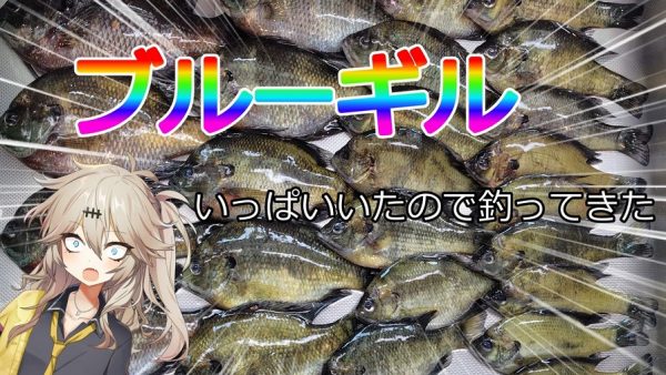 ブルーギルが沢山いるのでたくさん釣ってみた！ 塩焼きとフライにして外来魚を食べ尽くす試みが、大漁すぎて大変そう