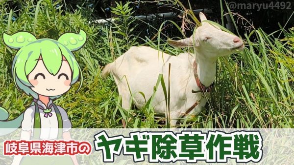 堤防で草を食べて働くヤギを見に行ってきた！ ヤギによる6日間の“除草作戦”の結果を人間の草刈りと共に紹介