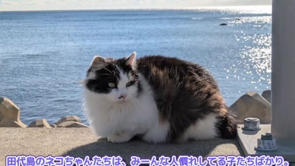宮城県にある猫の島「田代島」へ行ってきた！ 元小学校のお店では「猫たちのお昼ご飯」という“眼福イベント”が開催