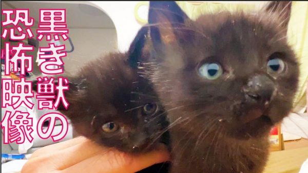 迫りくる黒きモフモフの恐怖！ 代わる代わるに飼い主さんを攻めてくる子猫きょうだいが可愛すぎる