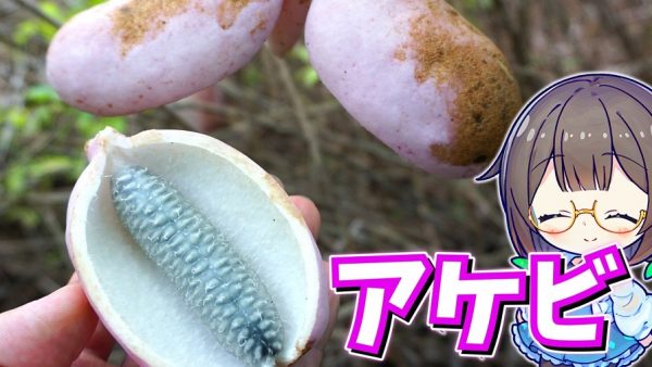 昔の子どもの秋のおやつ「アケビ」を食べてみた！ 皮も食べられるアケビは炒め物にすると抜群に美味しい山菜だった