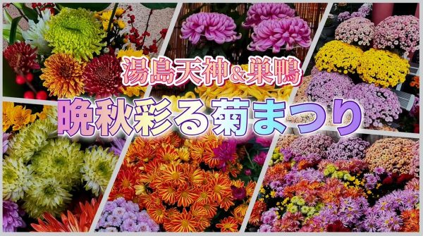 湯島天神と巣鴨で「菊まつり」に遭遇！ 晩秋を彩る菊の花の祭典を楽しんできた