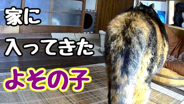 近所の猫ちゃんが引き戸を開けて乗り込んできた！ 家猫ちゃんとの大声大会がはじまり、飼い主さんが出動する