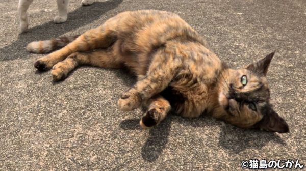 ズザァァッ！ “ドリフト”でのアピールが止まらないサビ猫ちゃんへ「頭文字N」「公道最速理論ニャ」の声