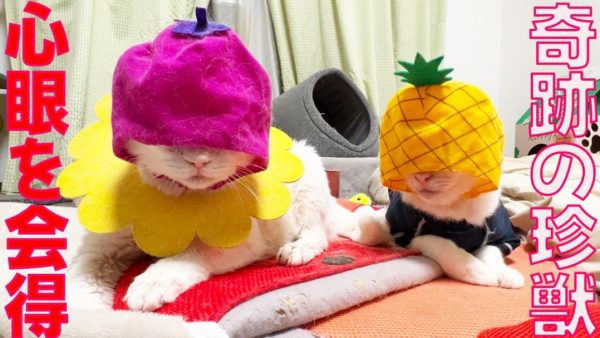 シニア猫ちゃんが「心眼」の能力を獲得？ 前が見えなくても真っ直ぐ飼い主さんのところへ向かう猫ちゃんの姿が愛おしい