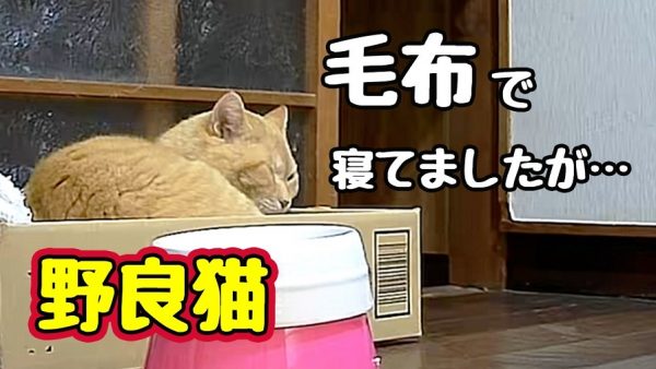 少しずつ家で寝るようになった野良猫ちゃん！ 宅配便の気配にビックリして、人より早く玄関へと走り出す