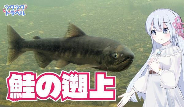 サケの遡上を見るため「千歳水族館」へ行ってきた！  自然の川をのぞける特別な水槽で“野生のサケ”の様子を観察