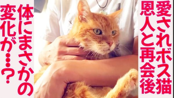 恩人に再会した療養中のボス猫ちゃん！ たっぷり可愛がられてふっくら毛並みの幸せ顔になる