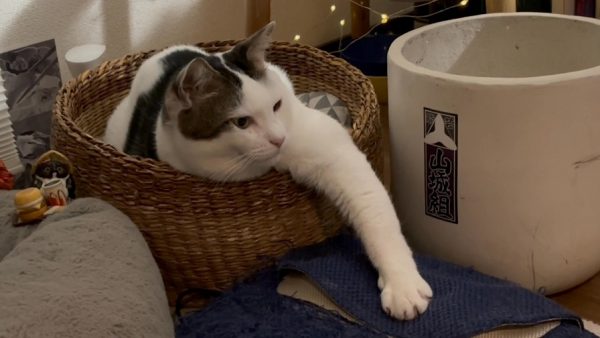 腕自慢の猫ちゃん！ くつろぎながらも長～い腕を披露するポーズで「たくましい腕だ」「段々ムキムキに見えてきた」の声